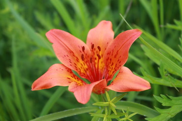 Fototapeta premium red flower