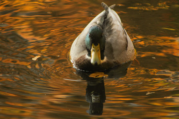 kaczka jesienna © Joanna