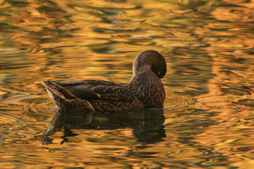 duck gold autumna jesienna kaczka © Joanna