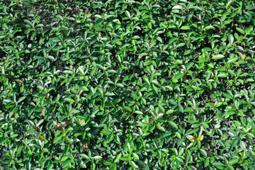 画面いっぱいの小さな葉っぱの壁面