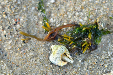 Sandy seaside beach and seashell