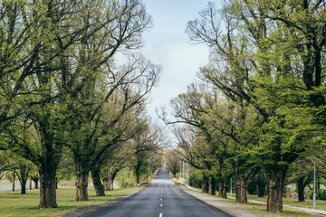 Fototapeta premium road in the forest