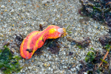 Pink warty sea cucumber