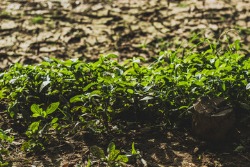 green plants in the garden