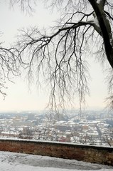 Old bare hackberry tree with view on the city of Brescia, Italy. Winter background.