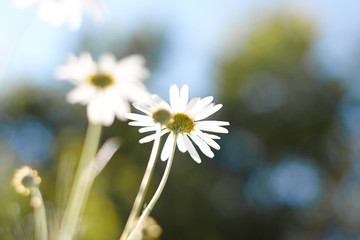 white  chamomiles on a blurred background of the sky