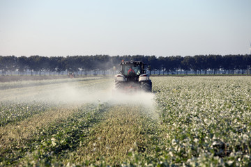 Naklejka premium tractor and harvesting machine in field during harvest in dutch province of flevoland