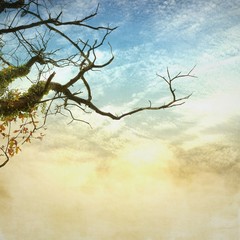 Bare and twisted tree branches on vintage cloudy sky. Nature background.