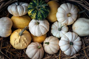Autumn still life with organic pumpkins.