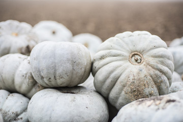 Kürbis auf einem Feld Sorte grünlich
