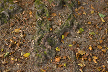 Autumn scenery with many different colors. this can be seen in europe during fall season.