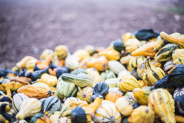 Bunte Vielzahl der Kürbise und des Kürbises Erntedankkürbisse mit Früchten
