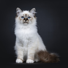 Naklejka premium Excellent tabby point Sacred Birman cat kitten sitting front view, looking straight ahead beside camera with dreamy blue eyes isolated on black background