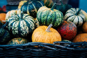 Autumn still life with organic pumpkins.