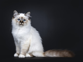 Excellent tabby point Sacred Birman cat kitten sitting side ways, looking at camera with...