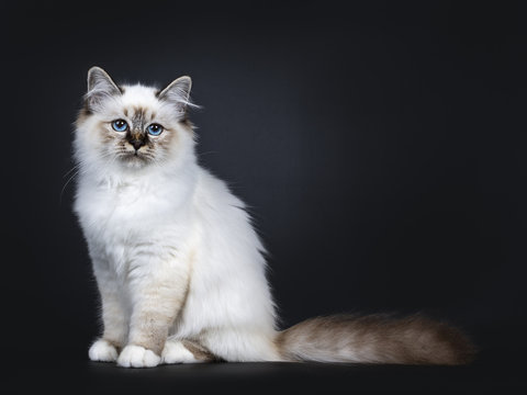Excellent tabby point Sacred Birman cat kitten sitting side ways, looking at camera with mesmerizing blue eyes isolated on black background