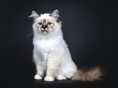 Excellent tabby point Sacred Birman cat kitten sitting side ways, looking straight ahead beside camera with mesmerizing blue eyes isolated on black background