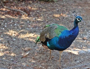 Fototapeta premium peacock with feathers