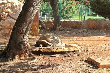 turtle in captivity