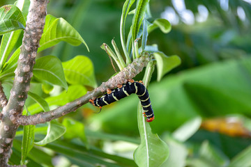caterpillar 