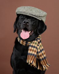 Black Labrador Retriever Dog in a Vintage plaid scarf and driver's hat, against a brown background