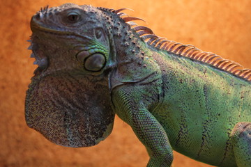 iguana on a branch