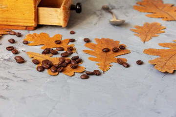 coffee beans, a manual coffee grinder and oak leaves on a gray background