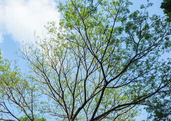 Obraz premium Rain tree