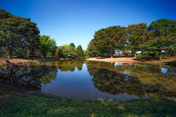 Leaf color change with Flower garden at Showa Kinen Park, Tachikawa in Japan