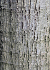 wooden pattern from forest.can be used as background.