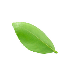 Citrus leaves isolated on a white background
