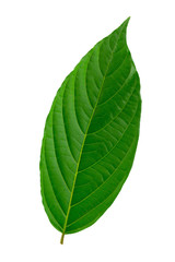 Green leaves isolated on a white background