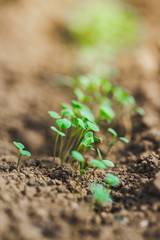 Young sprouts of micro greens riszing from the ground