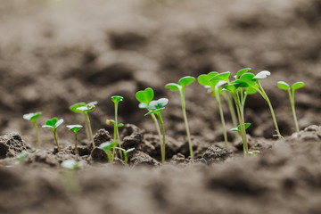 Young sprouts of micro greens riszing from the ground