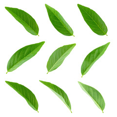 Green leaves set isolated on a white background