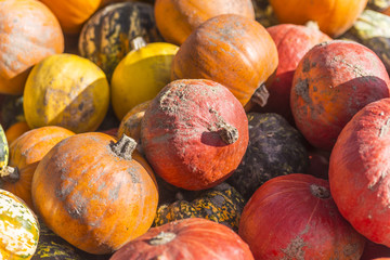 Verschiedene Herbstfrüchten und Arten von Kürbisen in den hölzernen Behältern großer Stapel runde, helle und orange kürbise für Halloween und Danksagungsfeiertage.