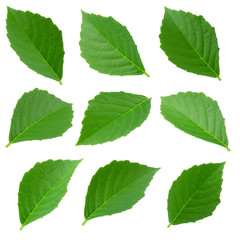 Green leaves set isolated on a white background