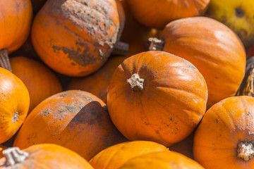 Verschiedene Herbstfrüchten und Arten von Kürbisen in den hölzernen Behältern großer Stapel runde, helle und orange kürbise für Halloween und Danksagungsfeiertage.