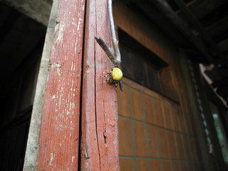Cross spider with a yellow belly sitting on the door closeup.