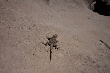 Lizard sunbathing, Georgia