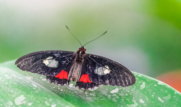 Parides iphidamas butterfly resting on a  green leaf with open wings