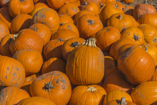 Verschiedene Herbstfrüchten und Arten von Kürbisen in den hölzernen Behältern großer Stapel runde, helle und orange kürbise 
für Halloween und Danksagungsfeiertage.