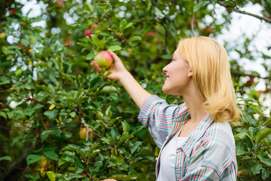 Farmer lady picking ripe fruit from tree. Harvesting concept. Woman hold ripe apple tree background. Farm producing organic eco friendly natural product. Girl gather apples harvest garden autumn day