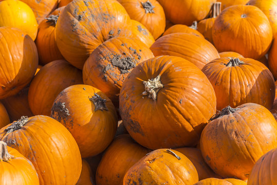 Verschiedene Herbstfrüchten und Arten von Kürbisen in den hölzernen Behältern großer Stapel runde, helle und orange kürbise 
für Halloween und Danksagungsfeiertage.