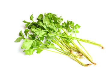 green celery on white background