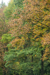 Trees and shrubs in beautiful autumnal colors