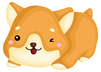 a really happy pure breed corgi dog 