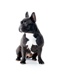Black french bulldog, isolated