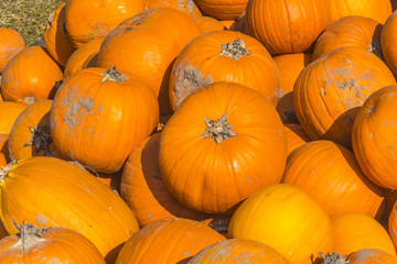 Bunte Vielzahl der Kürbise und des Kürbises
Erntedankkürbisse mit Früchten