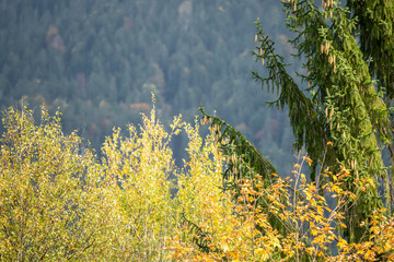 Trees and shrubs in beautiful autumnal colors